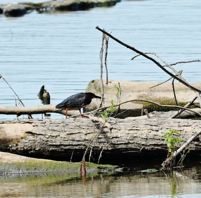 Green Heron - ML620640688