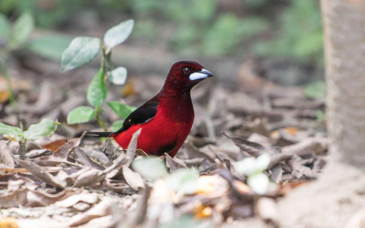 Crimson-backed Tanager - ML620640689