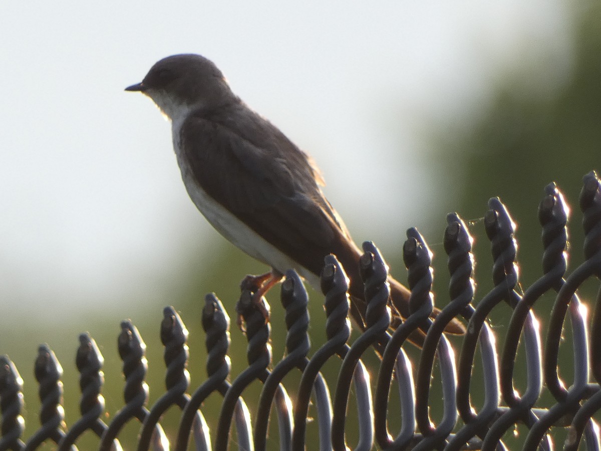 Tree Swallow - ML620640692