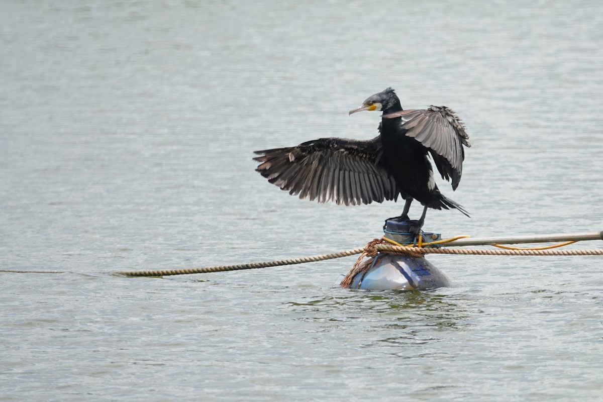 Cormorán Grande - ML620640693