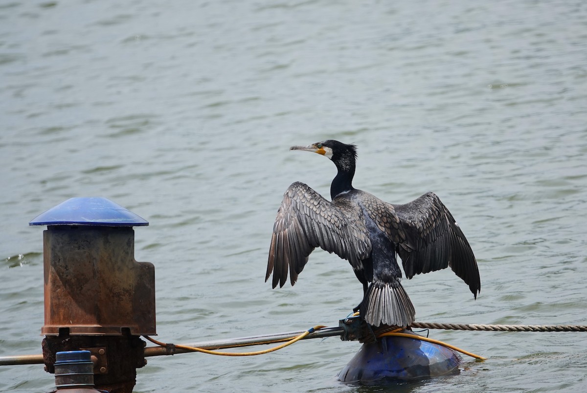 Great Cormorant - ML620640694