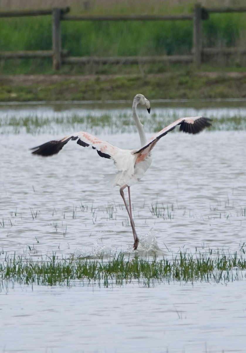 Greater Flamingo - ML620640698