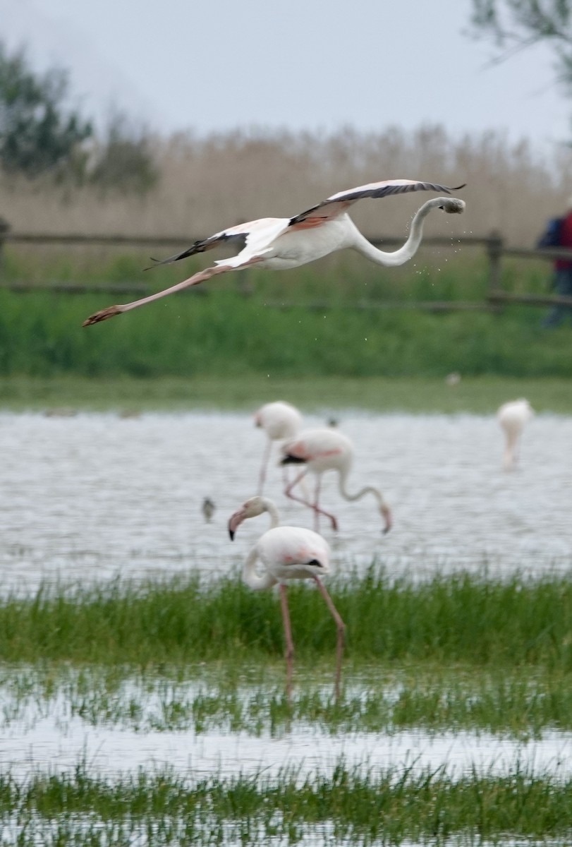 Flamant rose - ML620640701