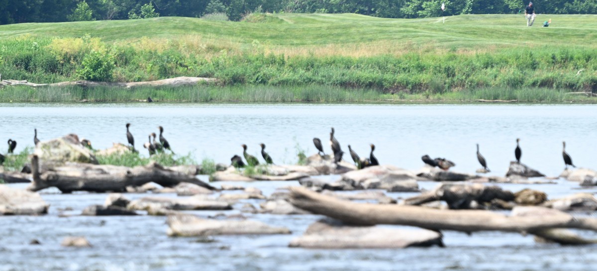 Double-crested Cormorant - ML620640702