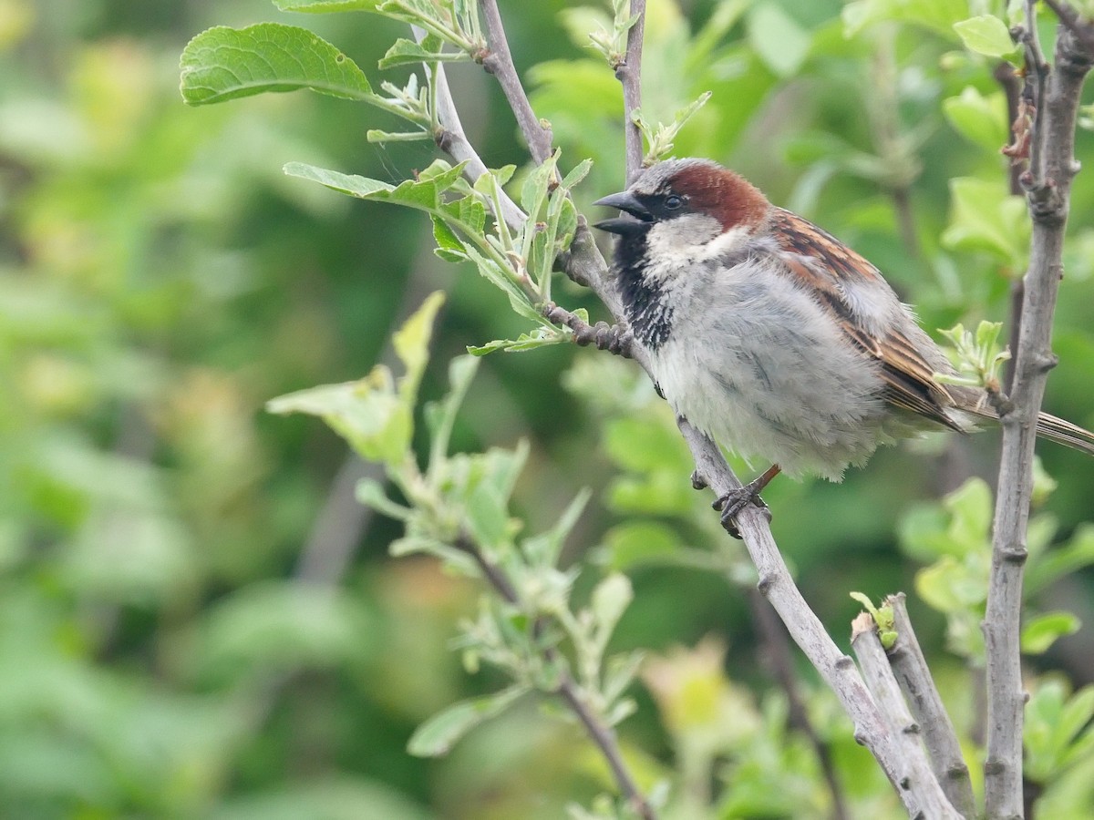 House Sparrow - ML620640714