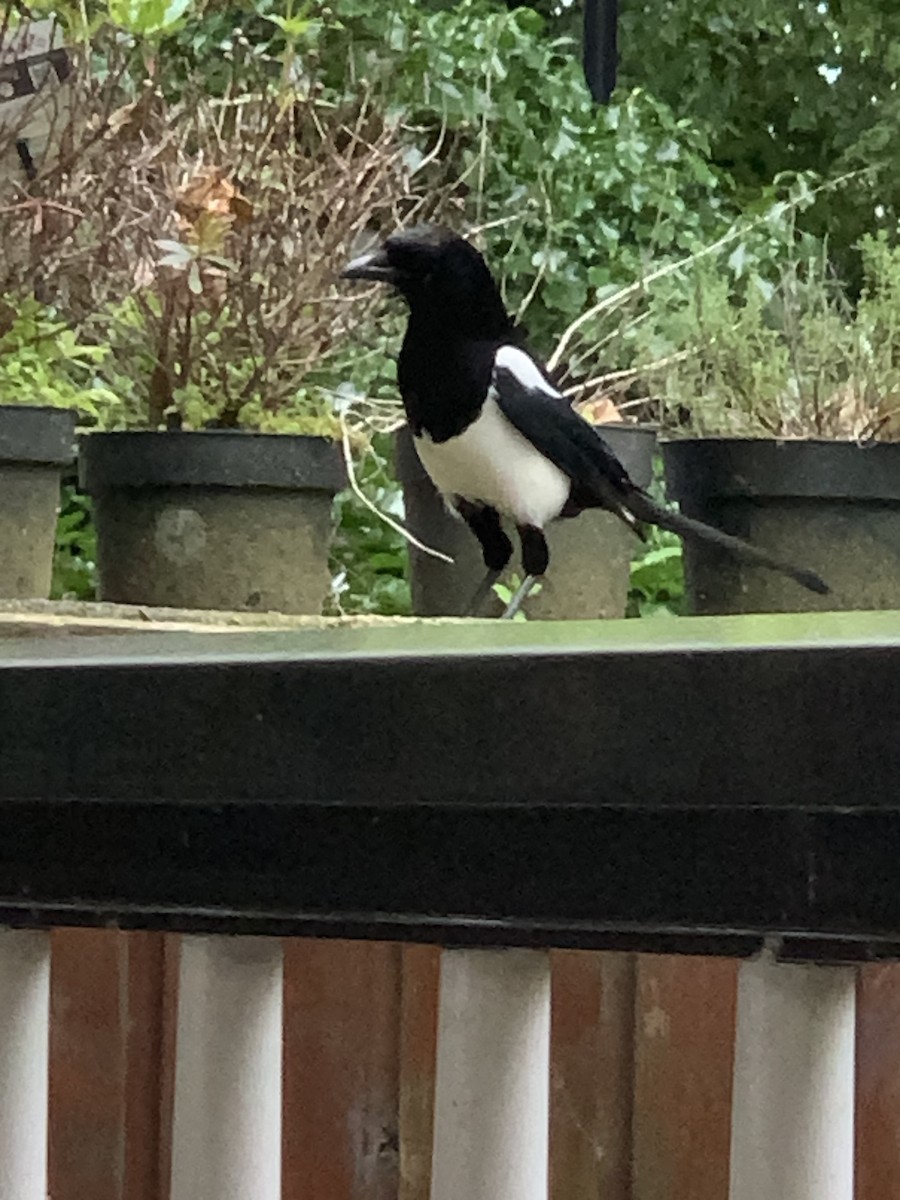 Eurasian Magpie - ML620640715