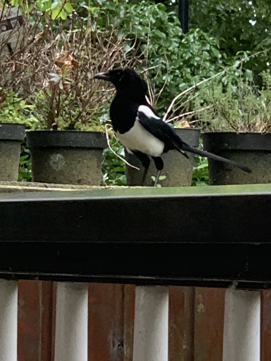 Eurasian Magpie - ML620640716