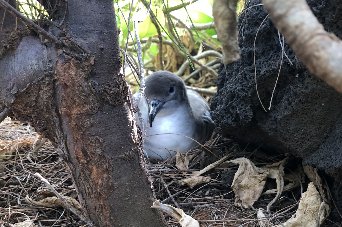 Wedge-tailed Shearwater - ML620640717