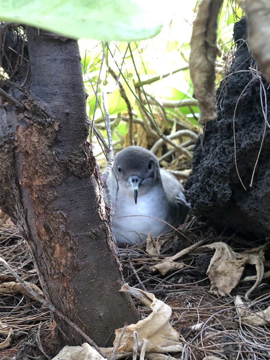 Wedge-tailed Shearwater - ML620640718