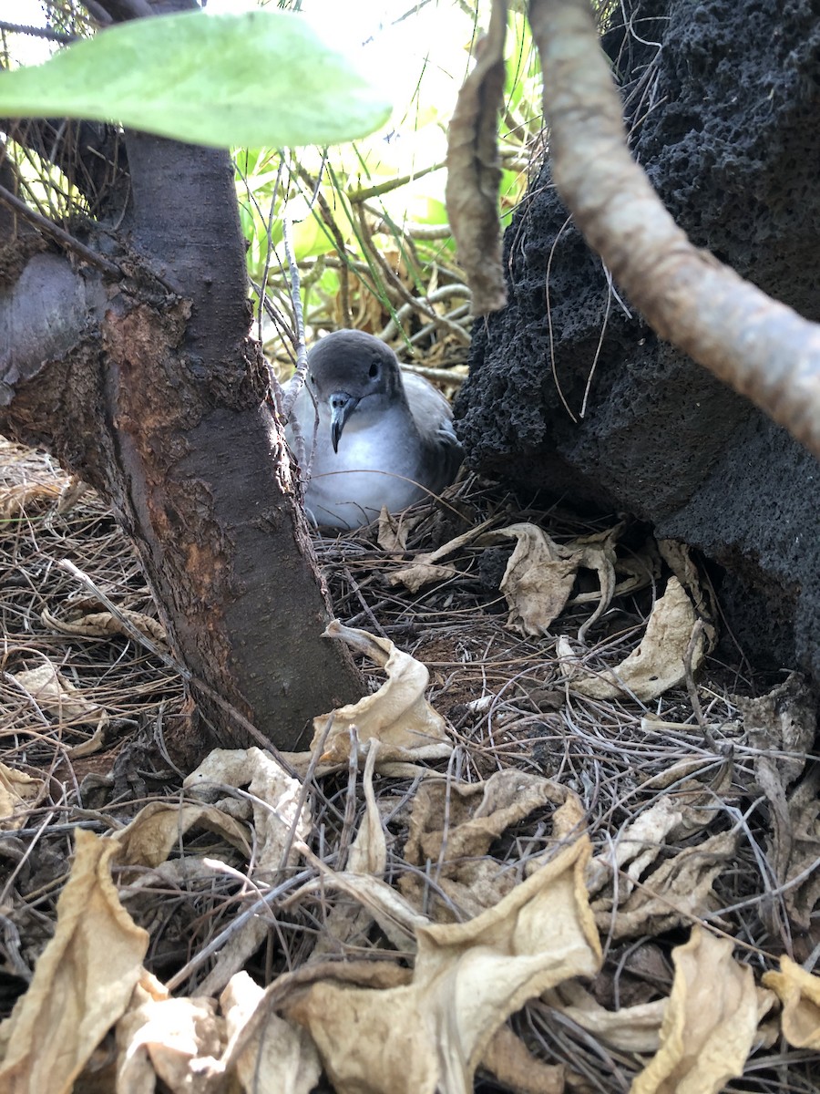 Wedge-tailed Shearwater - ML620640720