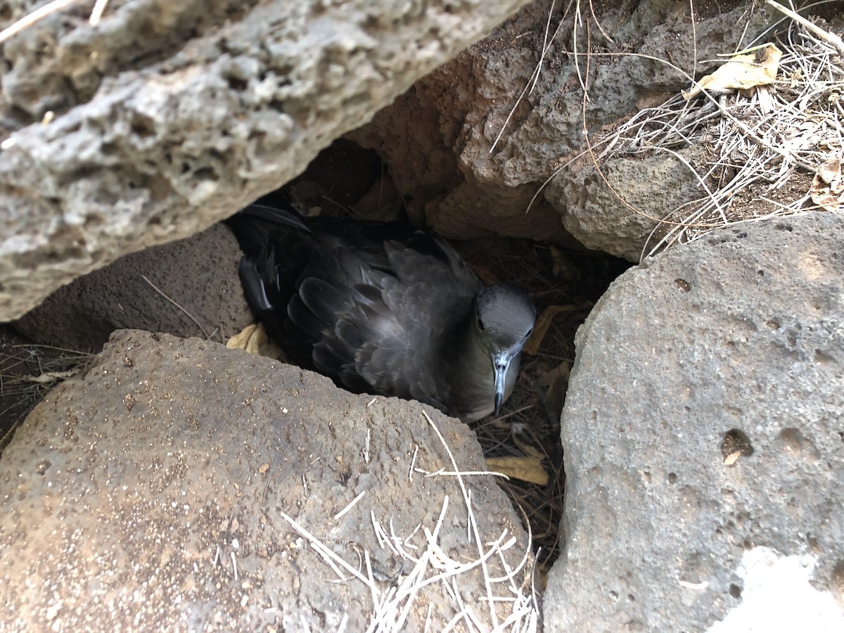 Wedge-tailed Shearwater - ML620640721