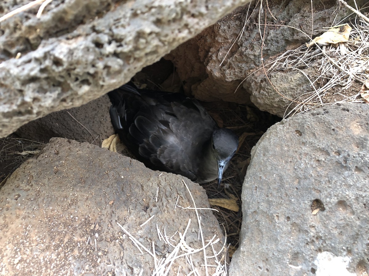 Wedge-tailed Shearwater - ML620640723