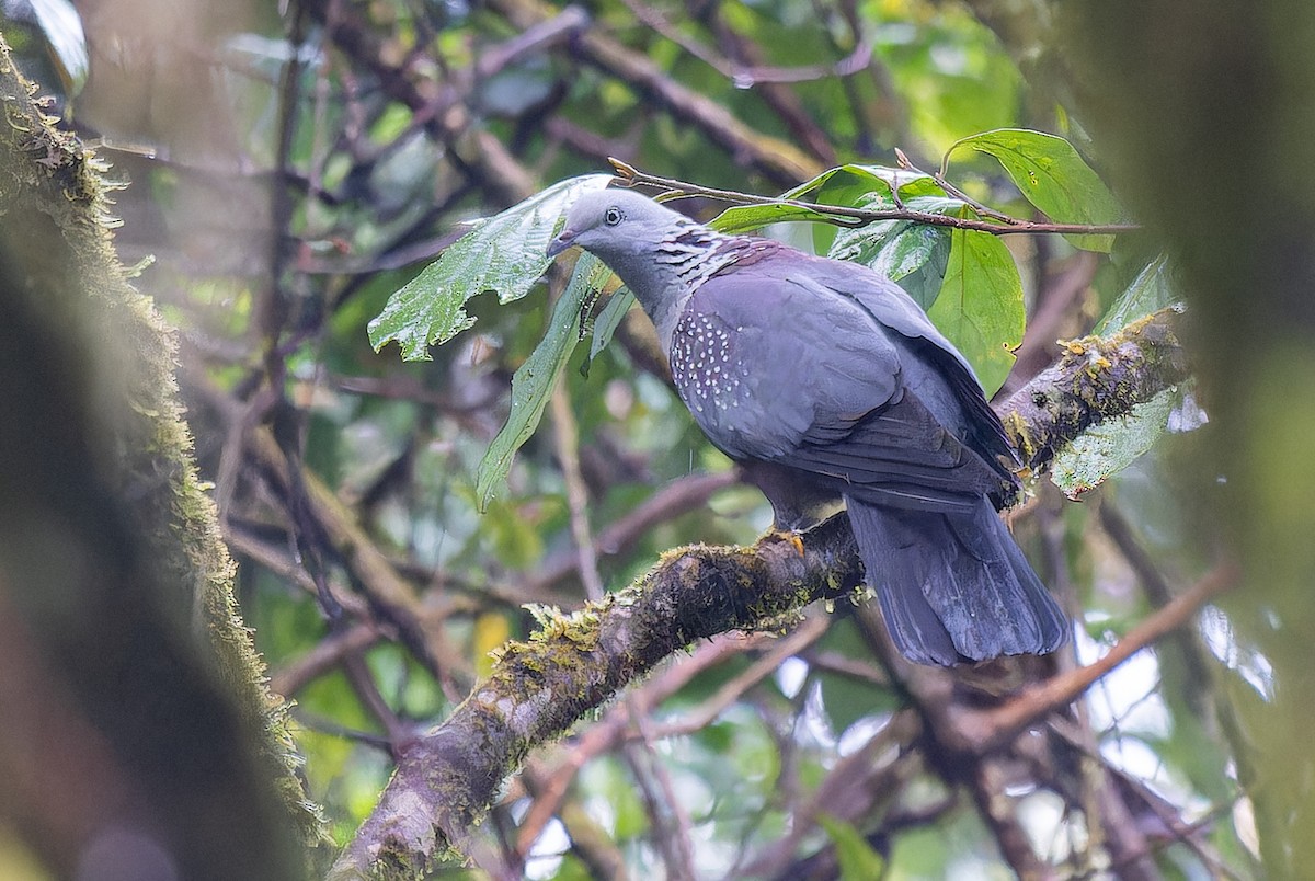 Speckled Wood-Pigeon - ML620640724