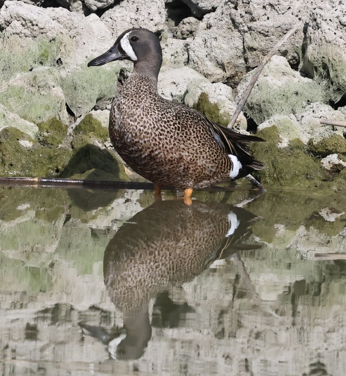 Blue-winged Teal - ML620640730