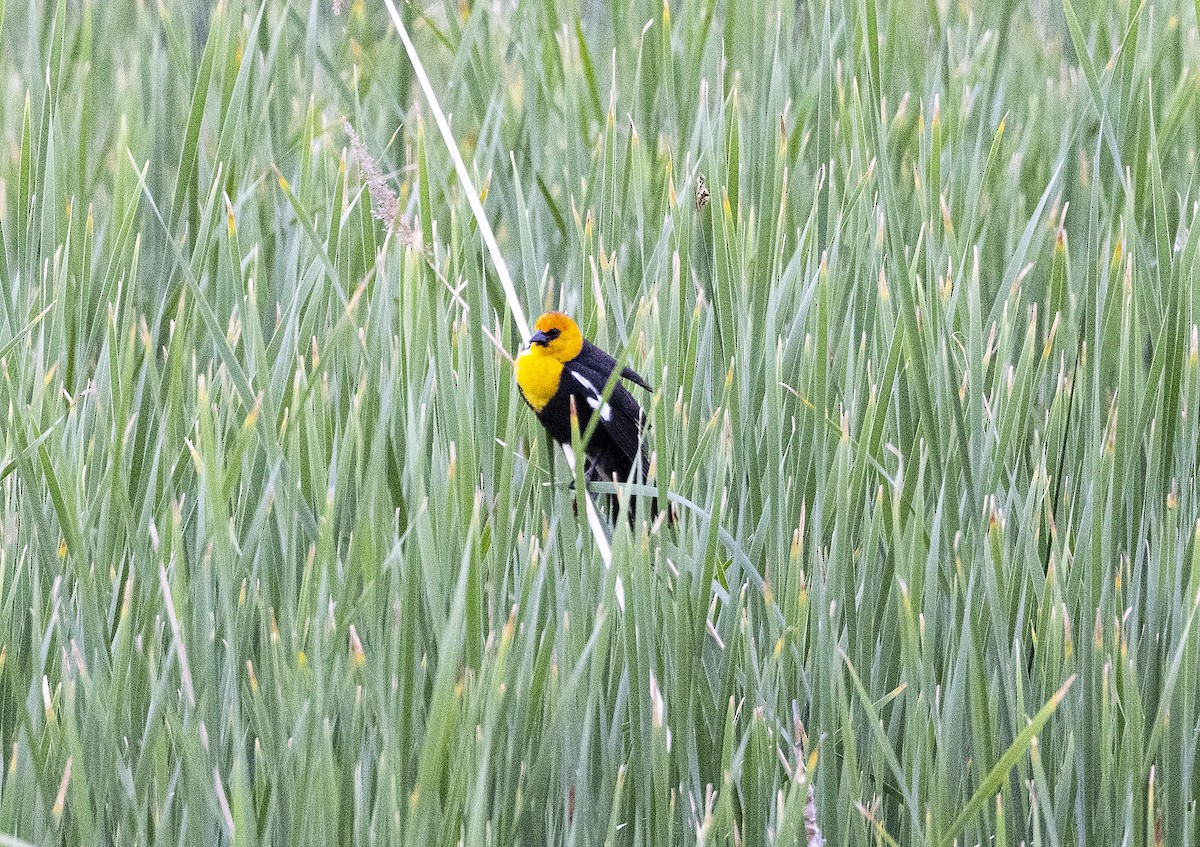 Yellow-headed Blackbird - ML620640731