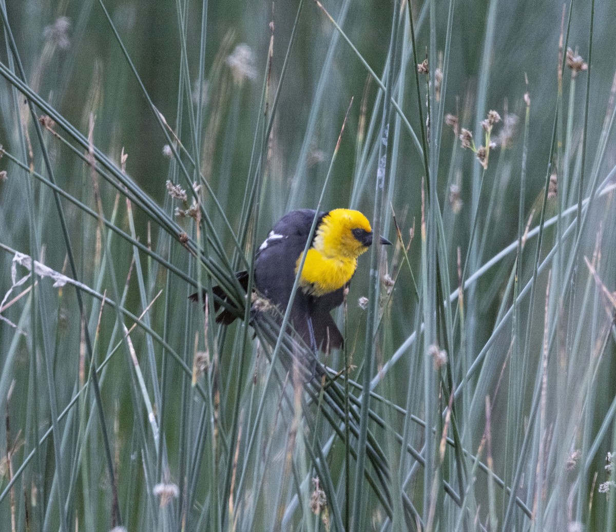 Yellow-headed Blackbird - ML620640733