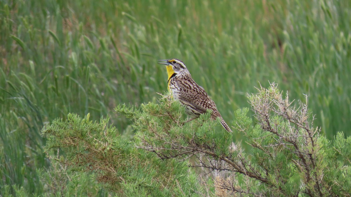 Western Meadowlark - ML620640734