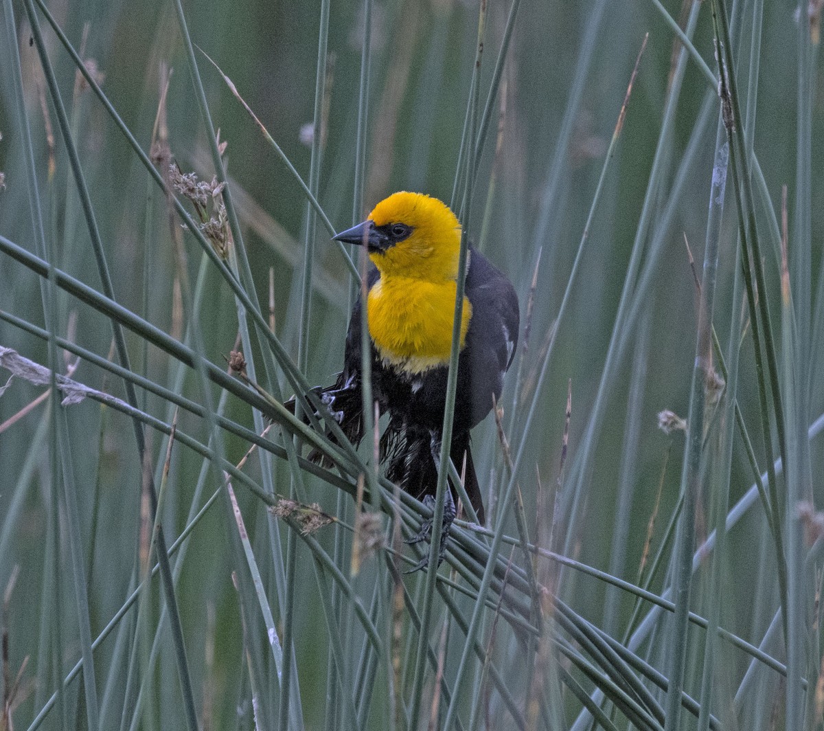 Yellow-headed Blackbird - ML620640736