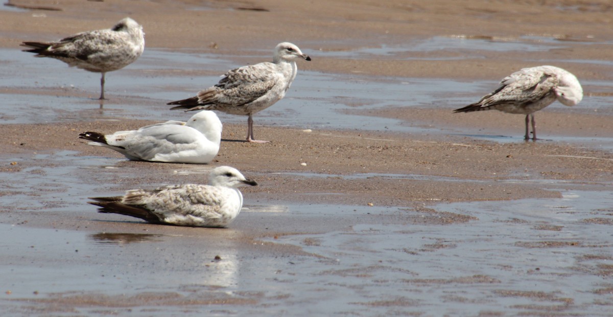 Great Black-backed Gull - ML620640738