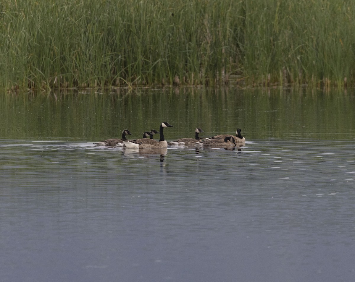 Canada Goose - ML620640740