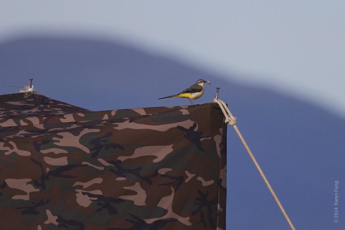 Gray Wagtail - ML620640743