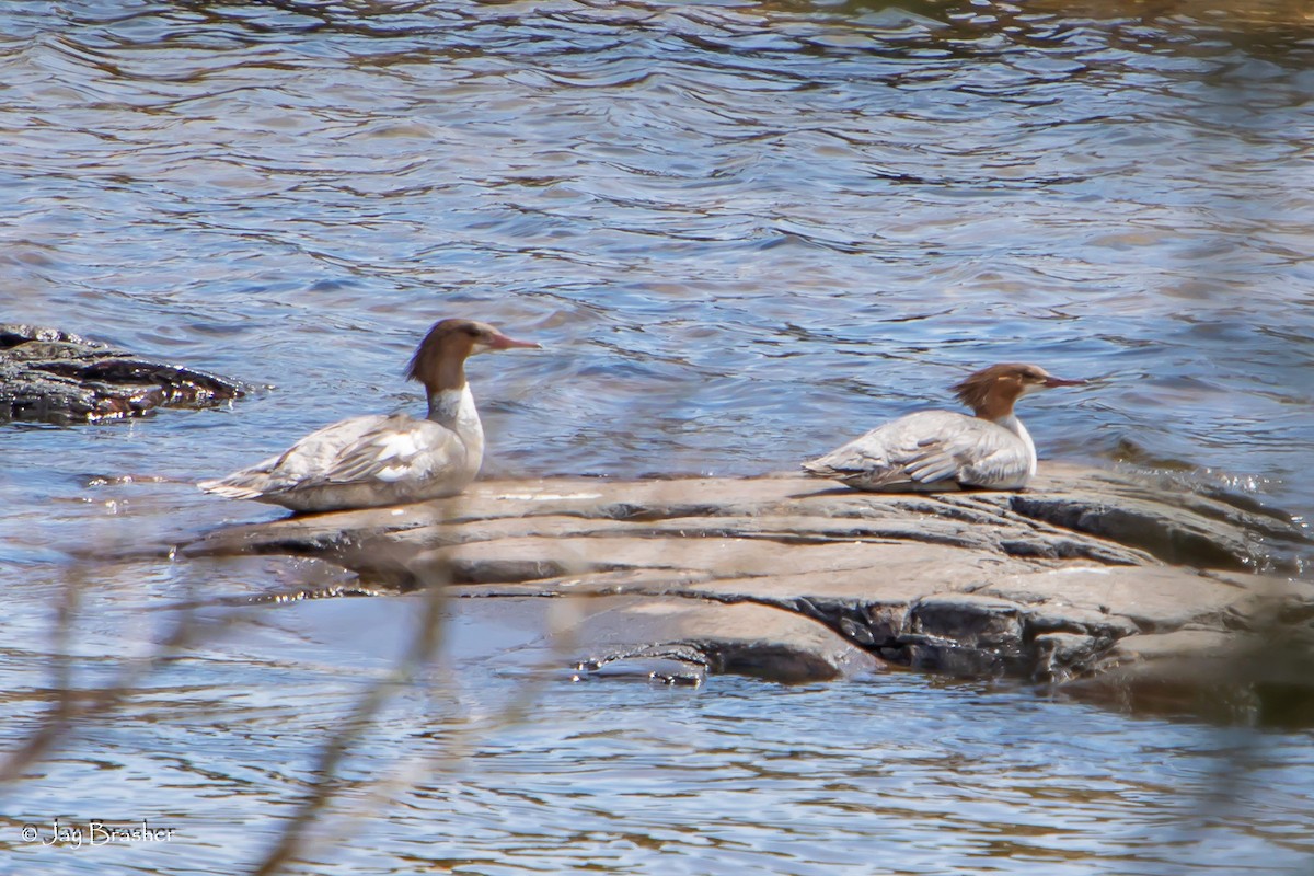 Common Merganser - ML620640746