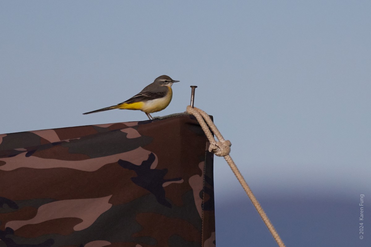 Gray Wagtail - ML620640748