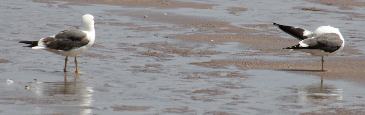 Lesser Black-backed Gull (graellsii) - Samuel Harris