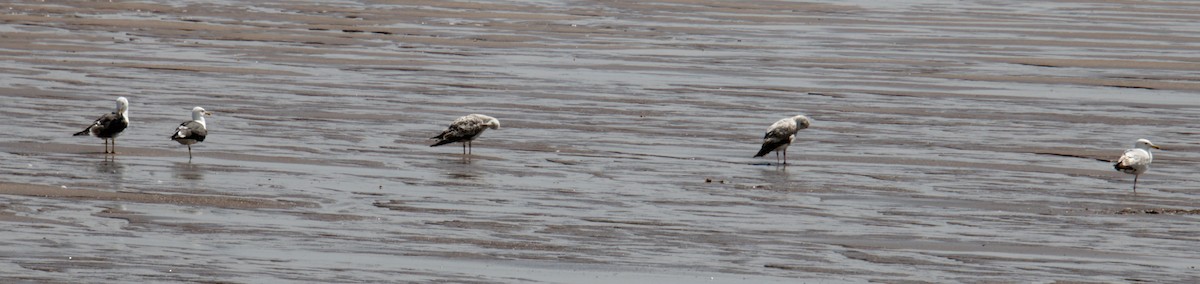 Lesser Black-backed Gull (graellsii) - Samuel Harris