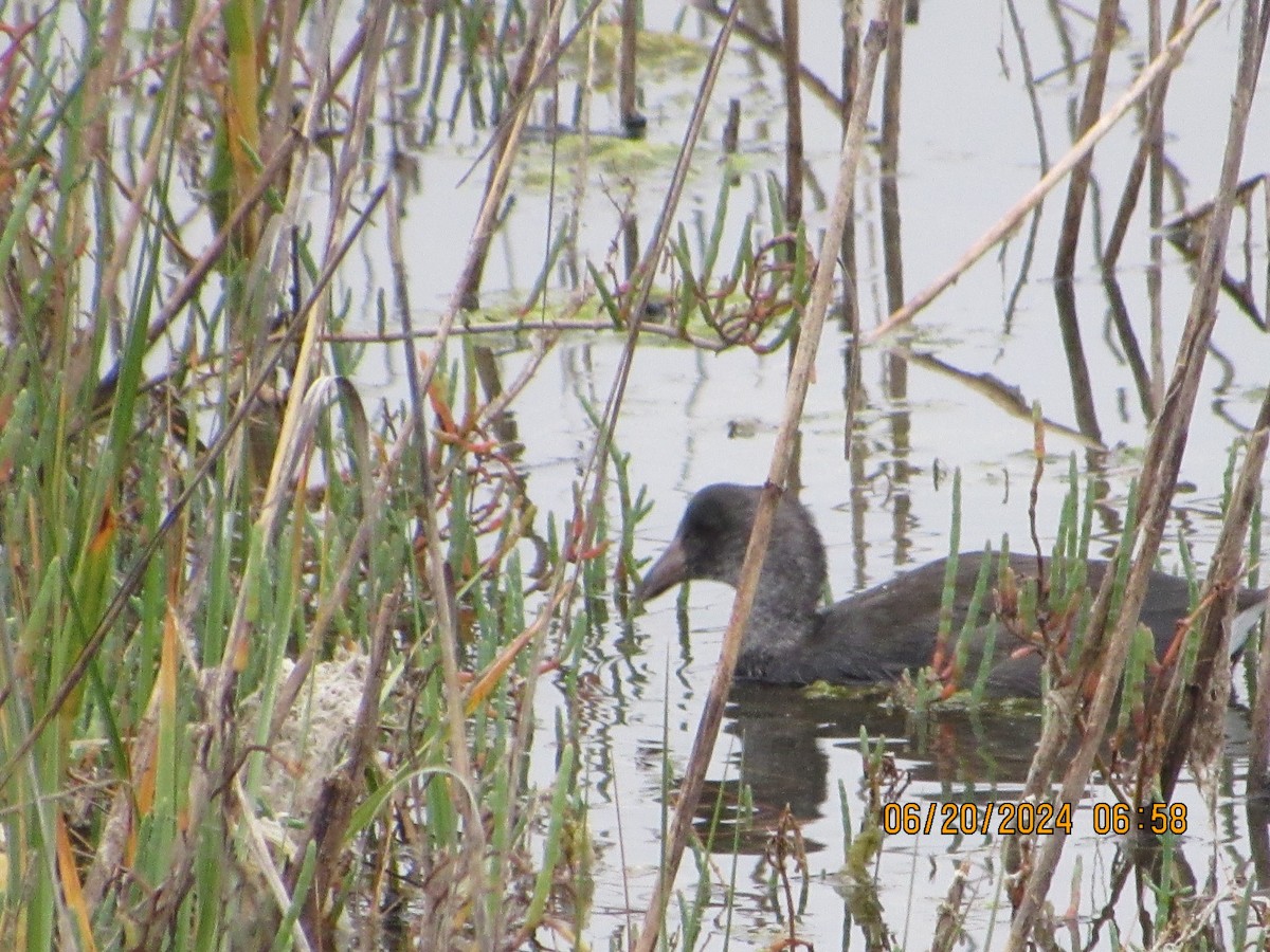 American Coot - ML620640763