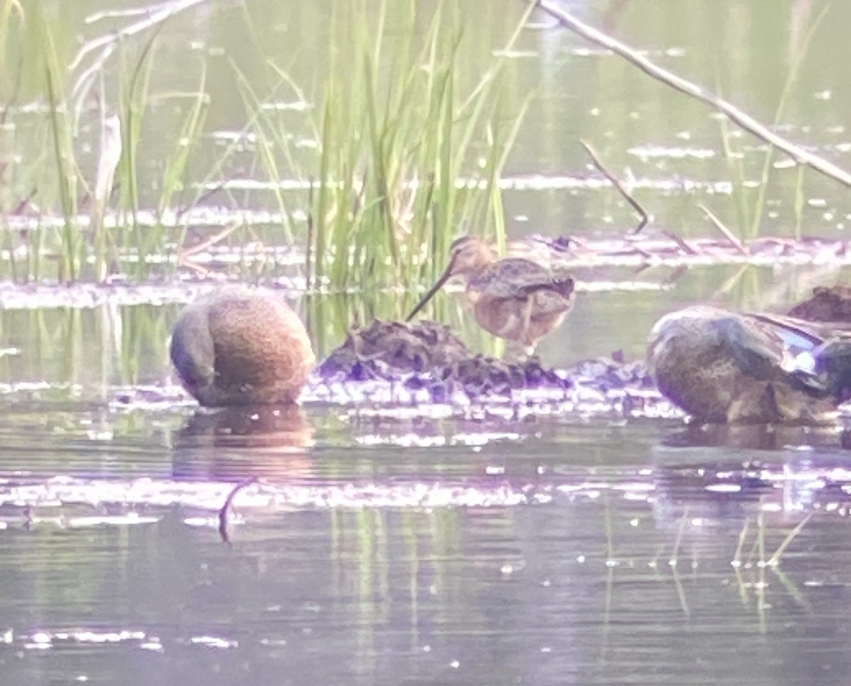 Long-billed Dowitcher - ML620640766