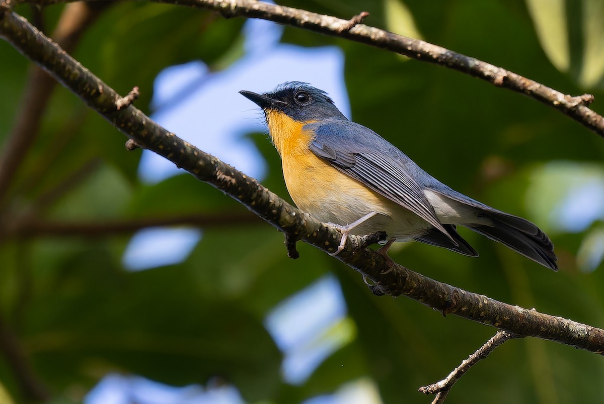 Hill Blue Flycatcher - ML620640773