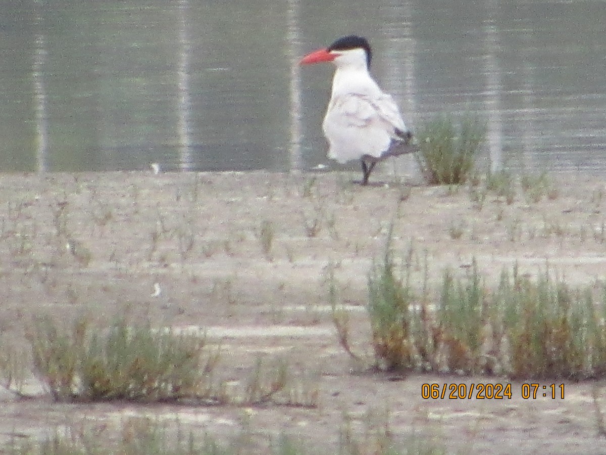 Caspian Tern - ML620640774