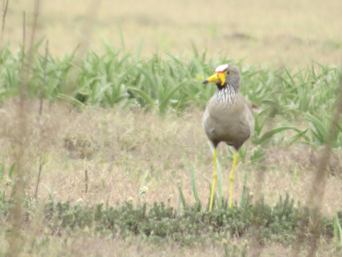 Wattled Lapwing - ML620640775