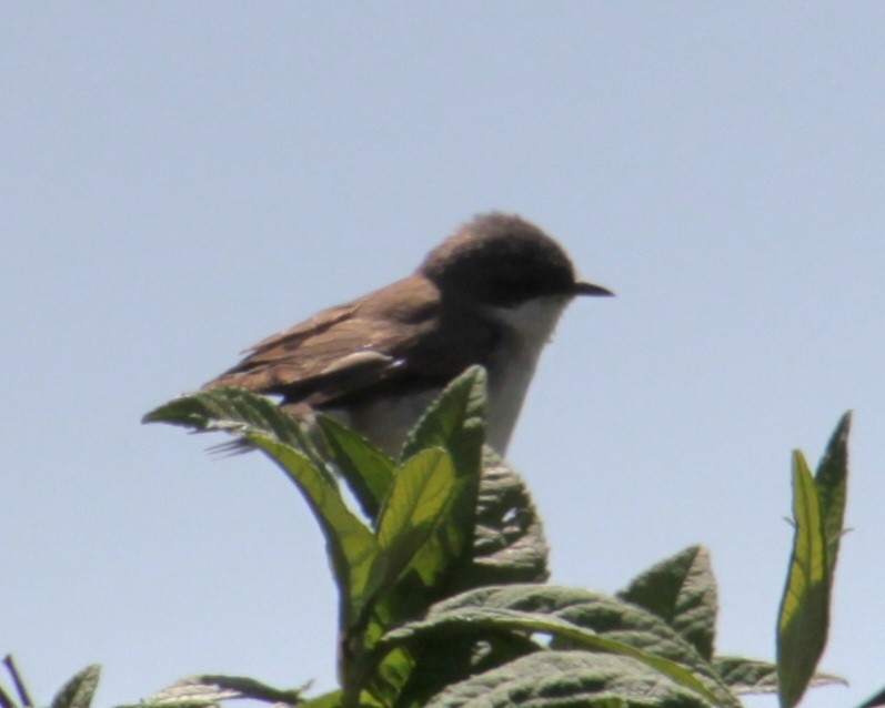 Lesser Whitethroat (Lesser) - Samuel Harris