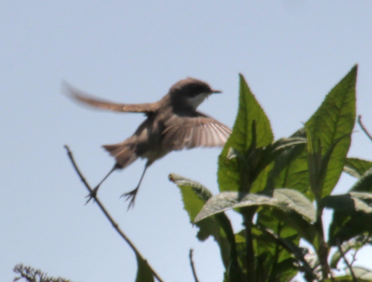 Curruca Zarcerilla (curruca/blythi/halimodendri) - ML620640777