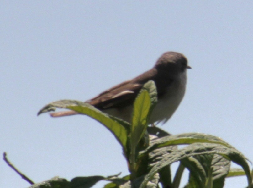 Lesser Whitethroat (Lesser) - ML620640778