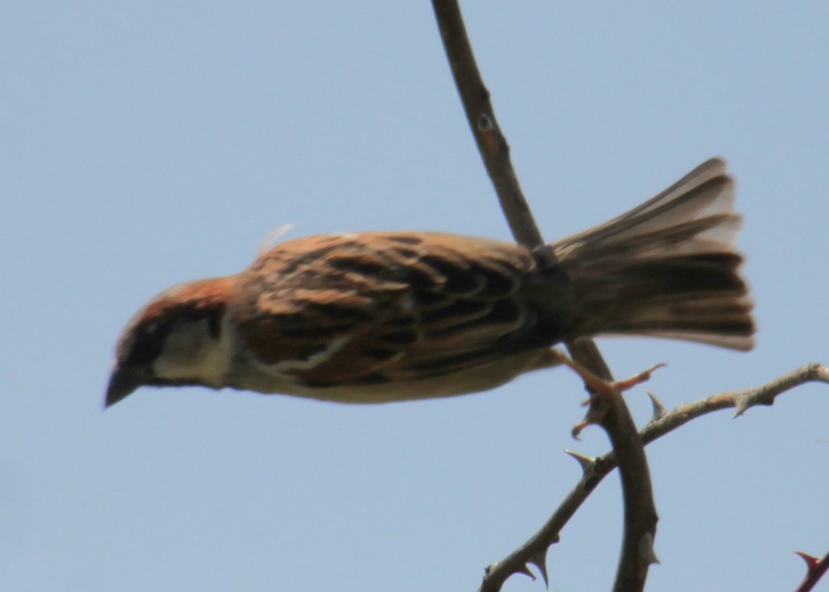 House Sparrow (Gray-cheeked) - ML620640782