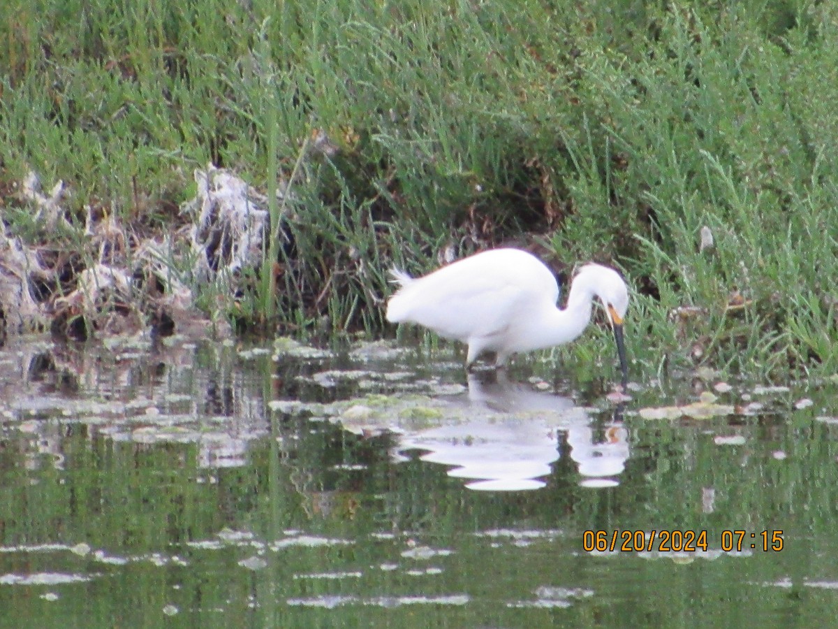 Snowy Egret - ML620640786