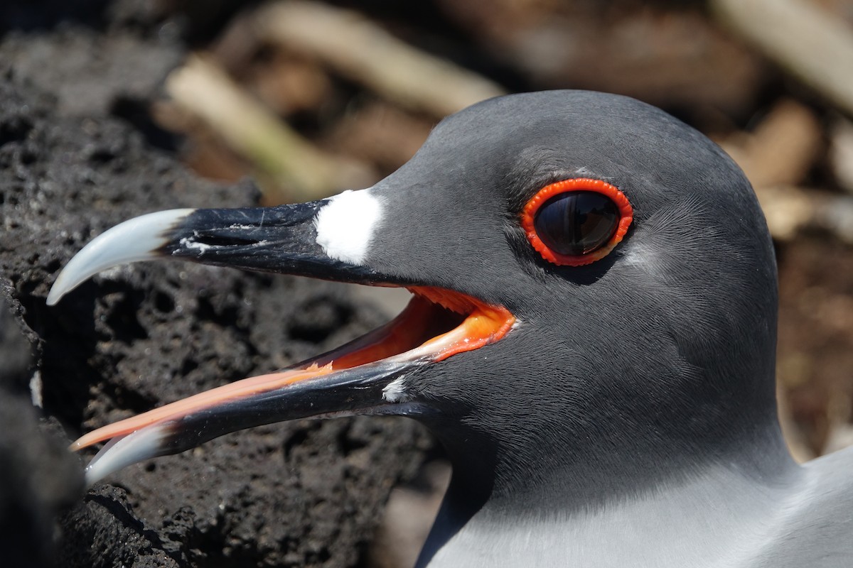 Swallow-tailed Gull - Daniel Pacheco Osorio