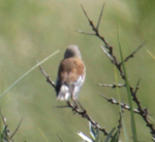 Eurasian Linnet - ML620640788