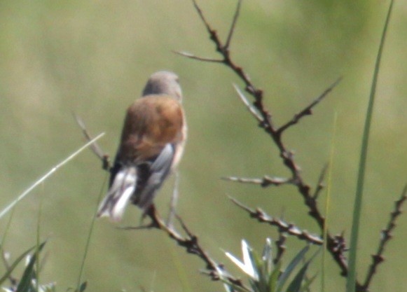 Eurasian Linnet - ML620640789