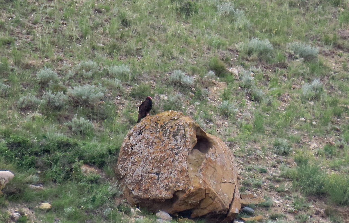 Turkey Vulture - ML620640790