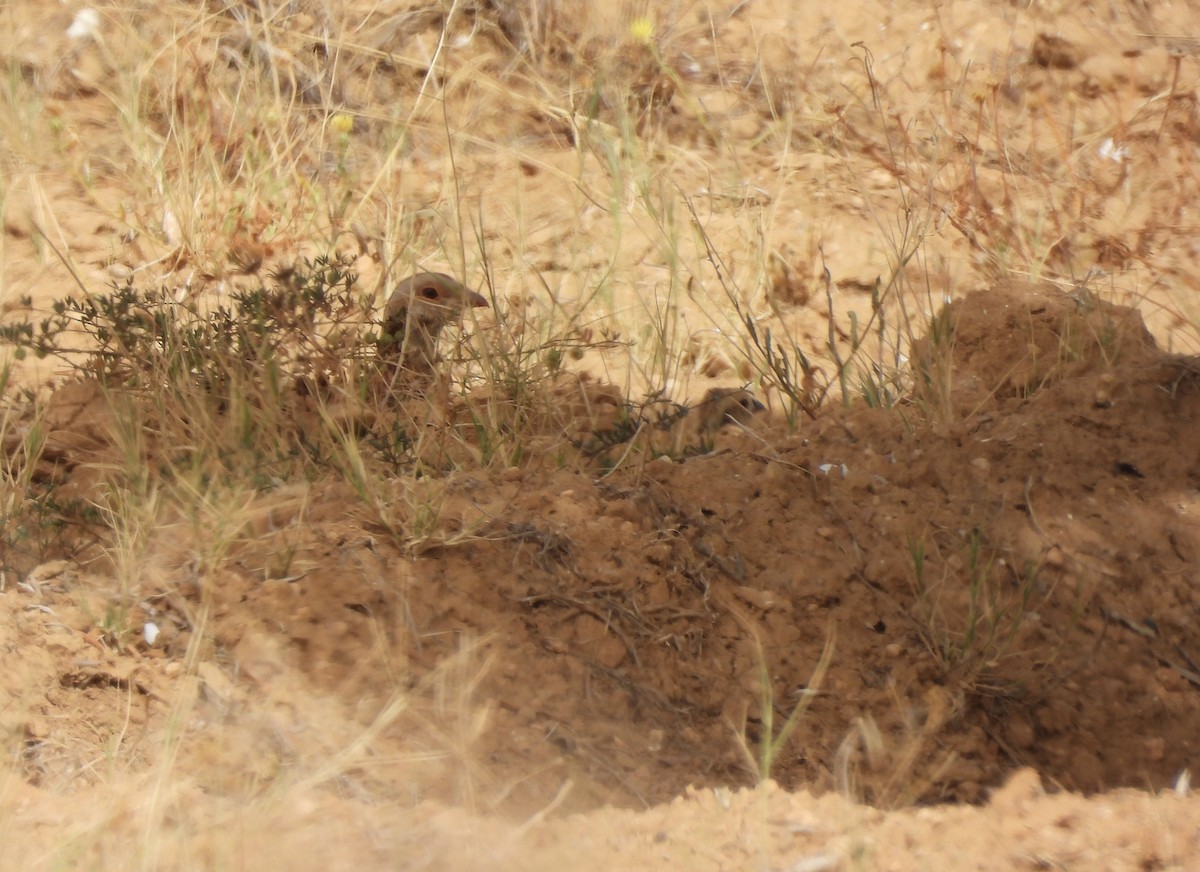 Barbary Partridge - ML620640791