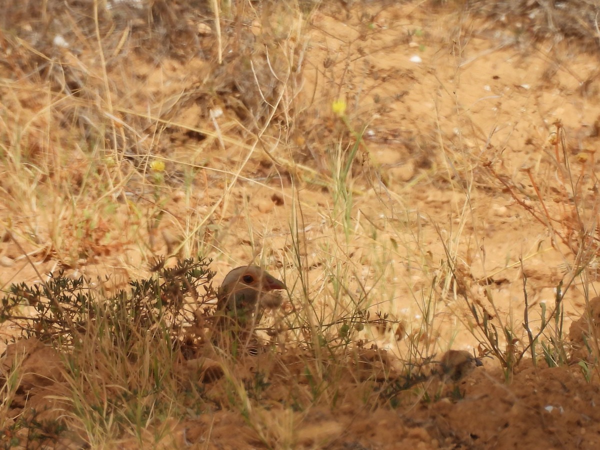 Barbary Partridge - ML620640793