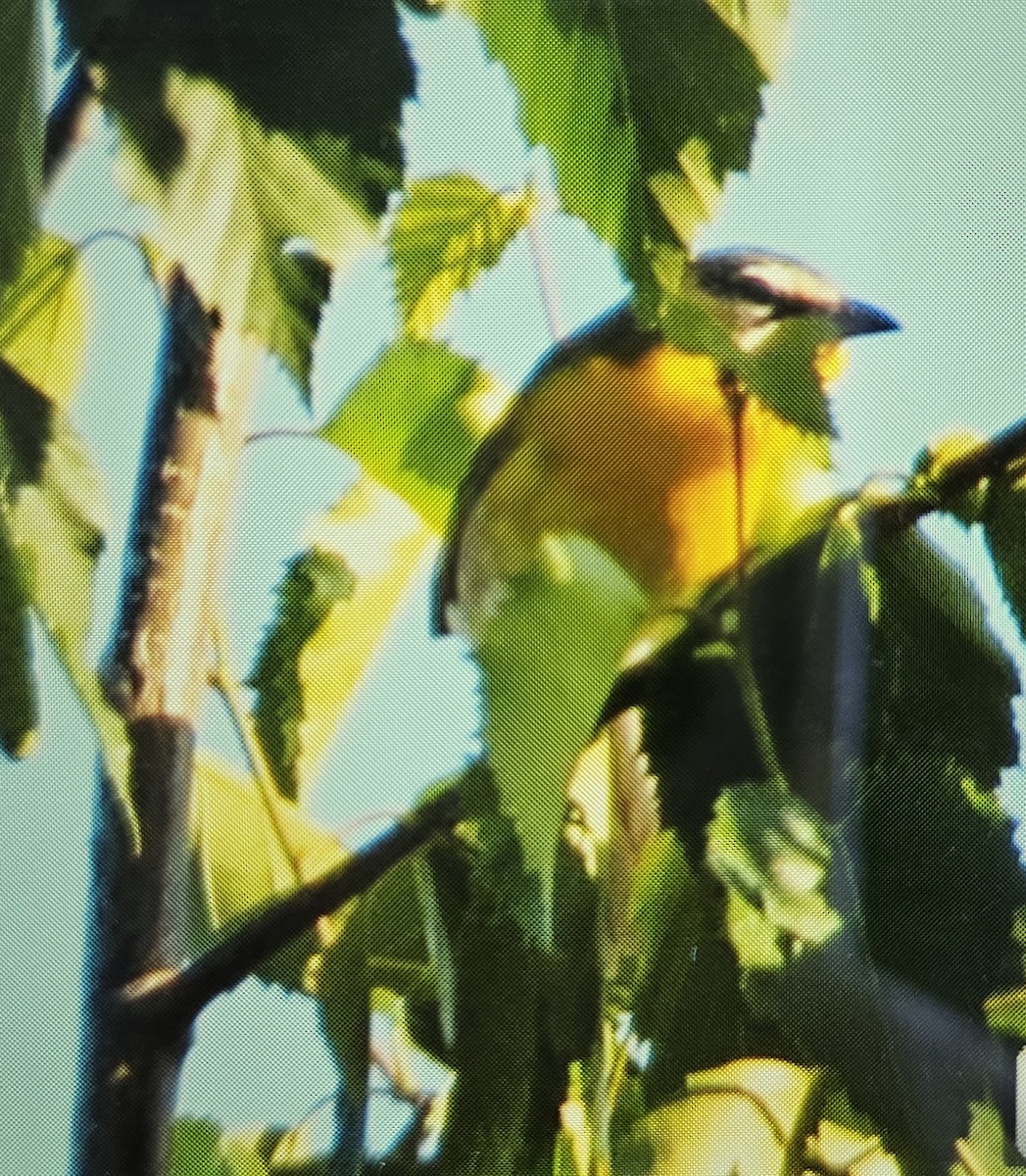 Yellow-breasted Chat - Free Range Human