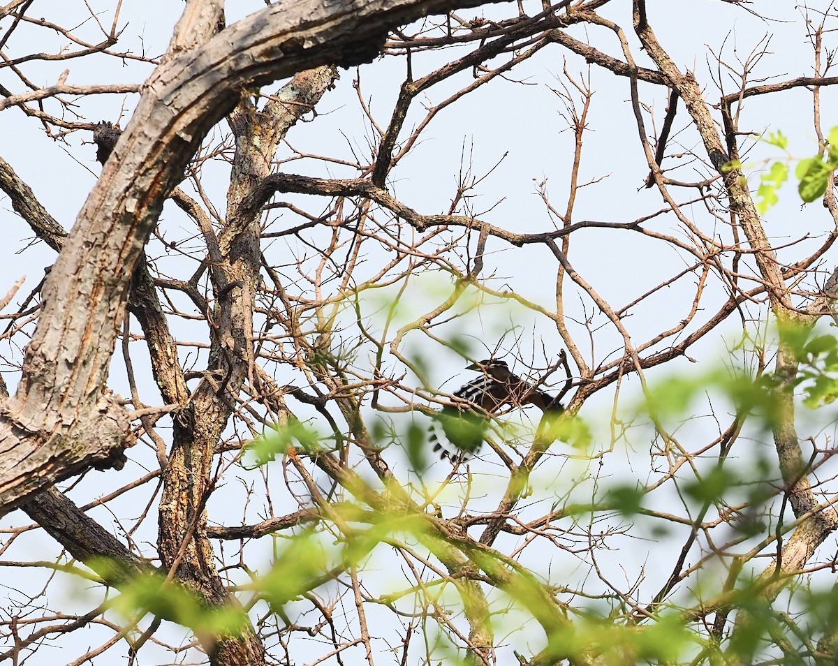 Eurasian Hoopoe - ML620640802