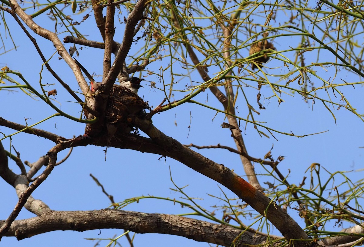 Sooty-headed Bulbul - ML620640803