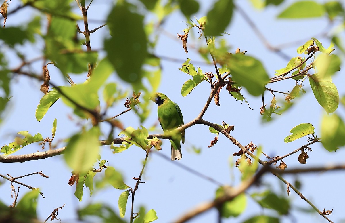 Golden-fronted Leafbird - ML620640805