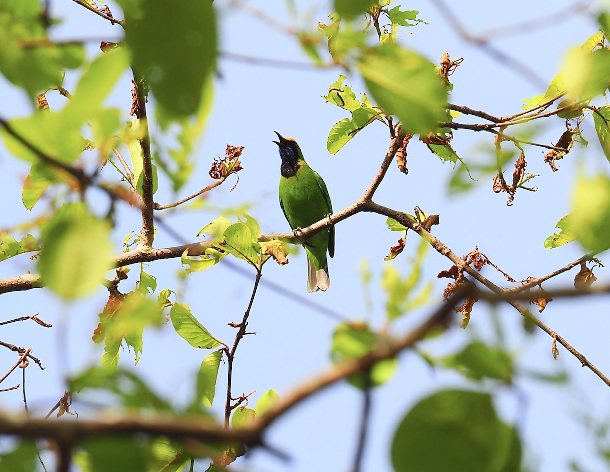 Golden-fronted Leafbird - ML620640806